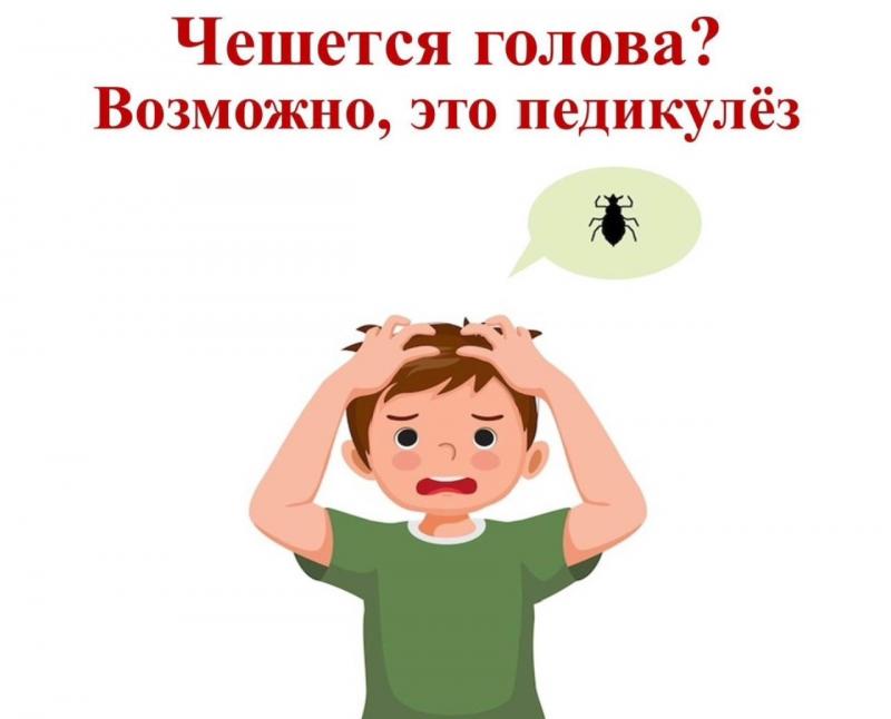 Чешется голова? Возможно, это педикулёз