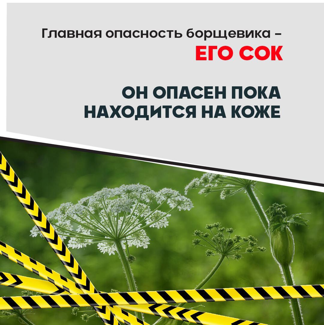 Осторожно, борщевик! Как защитить себя от опасного растения?