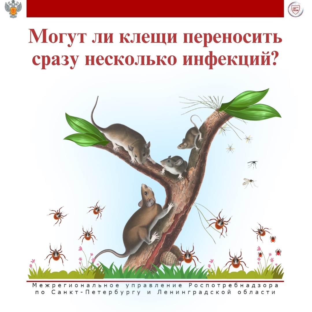 Знаете ли вы, что один клещ может заразить человека сразу несколькими болезнями?