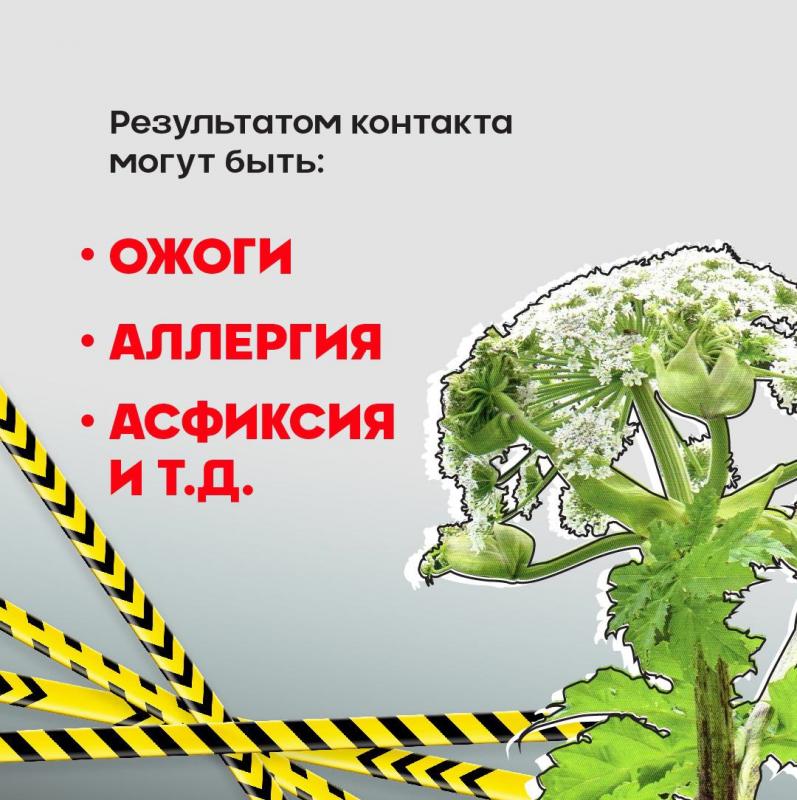 Осторожно, борщевик! Как защитить себя от опасного растения?