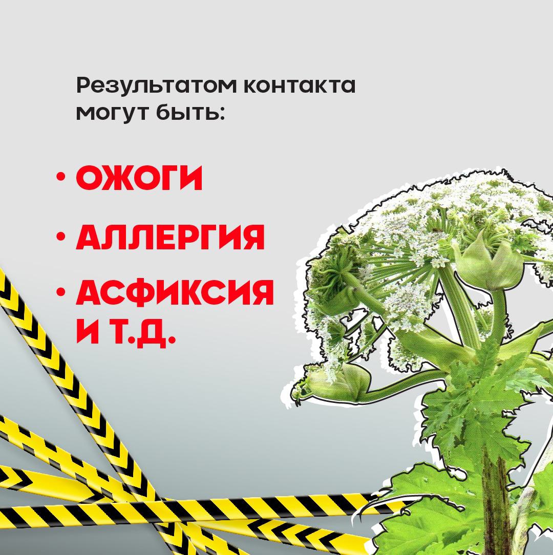 Осторожно, борщевик! Как защитить себя от опасного растения?