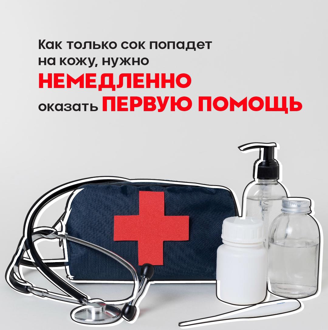 Осторожно, борщевик! Как защитить себя от опасного растения?